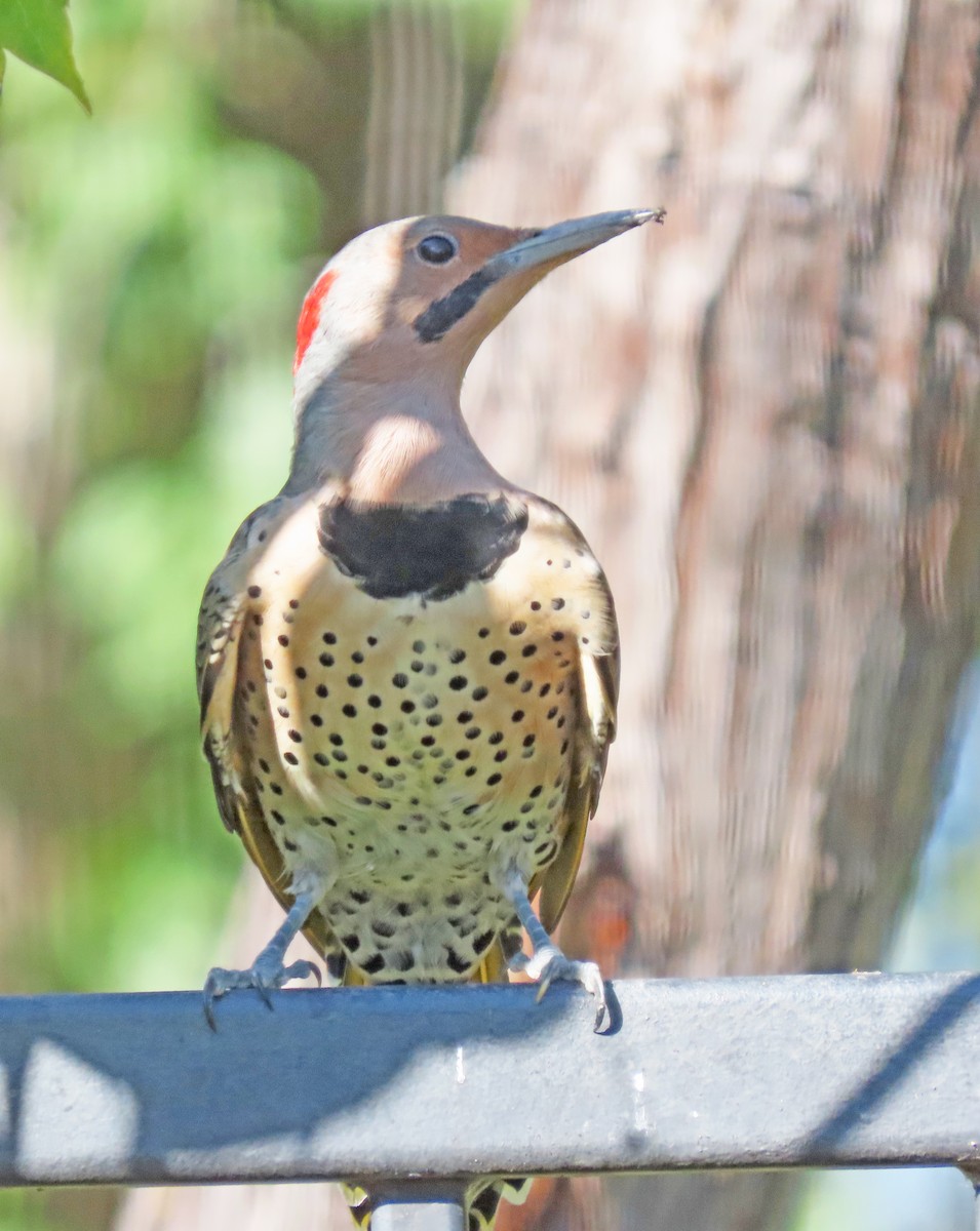Northern Flicker (Yellow-shafted) - ML609289673