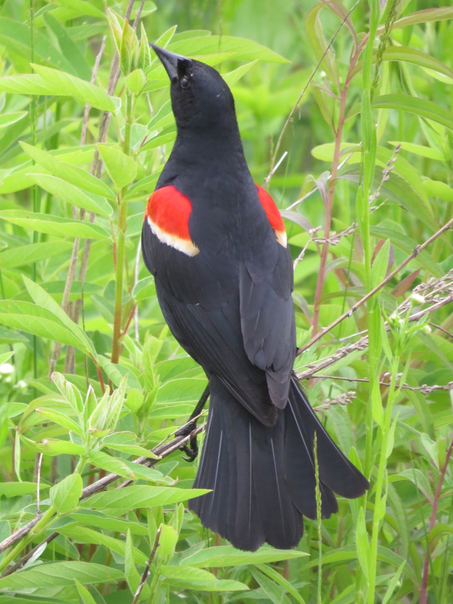 Red-winged Blackbird (Red-winged) - ML609289756