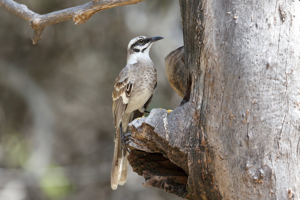 Long-tailed Mockingbird - Jon Irvine