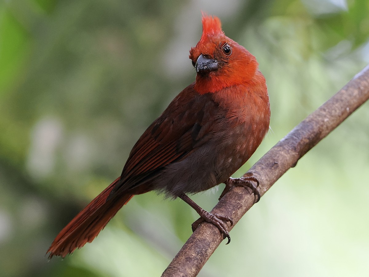 Crested Ant-Tanager - ML609289886