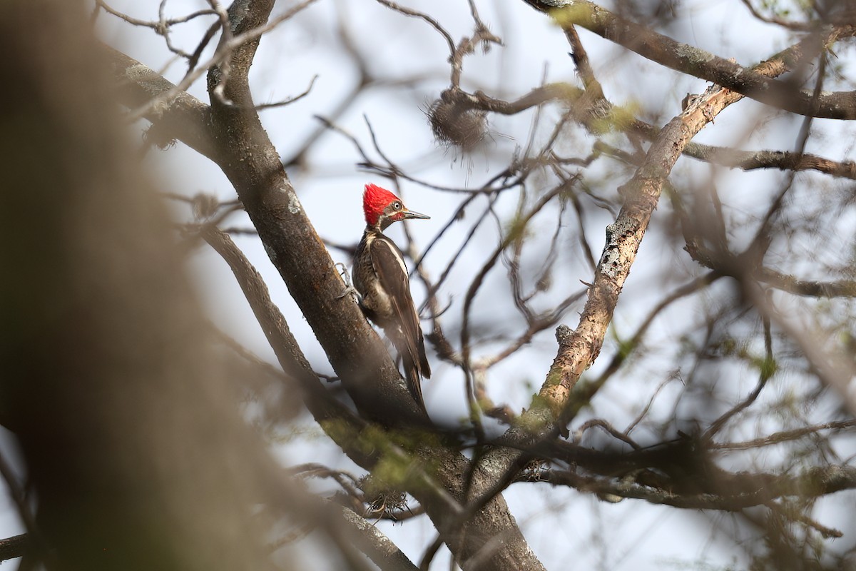 Lineated Woodpecker - Jon Irvine