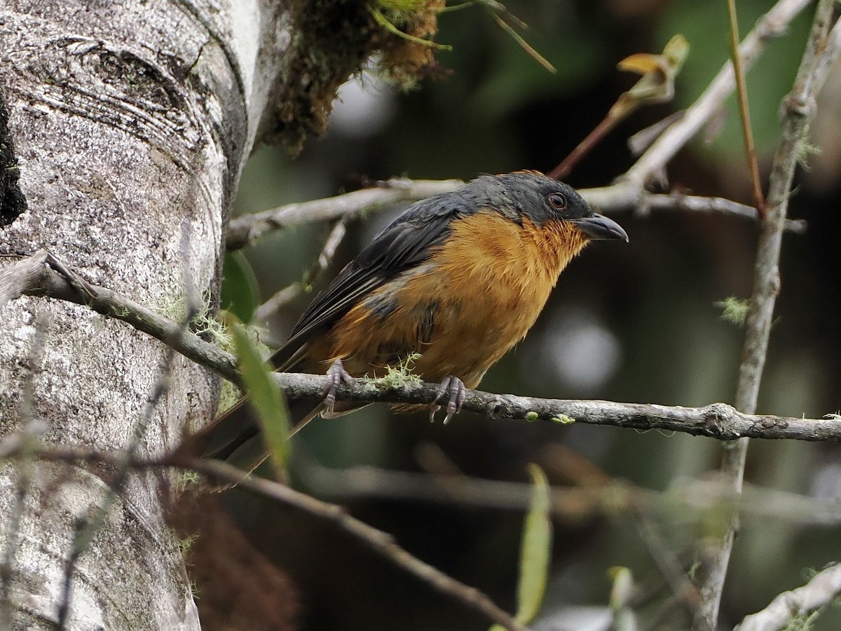 Rufous-crested Tanager - Bobby Wilcox