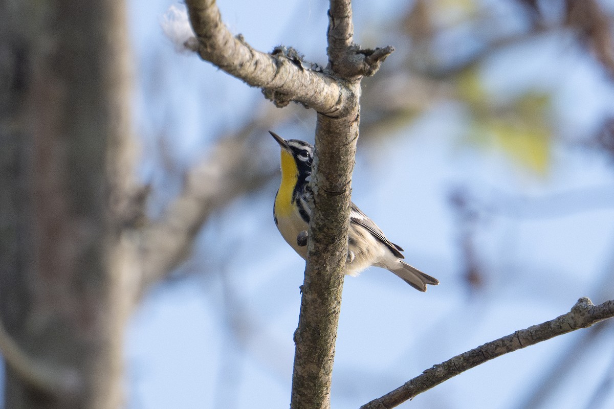 Yellow-throated Warbler - ML609290111