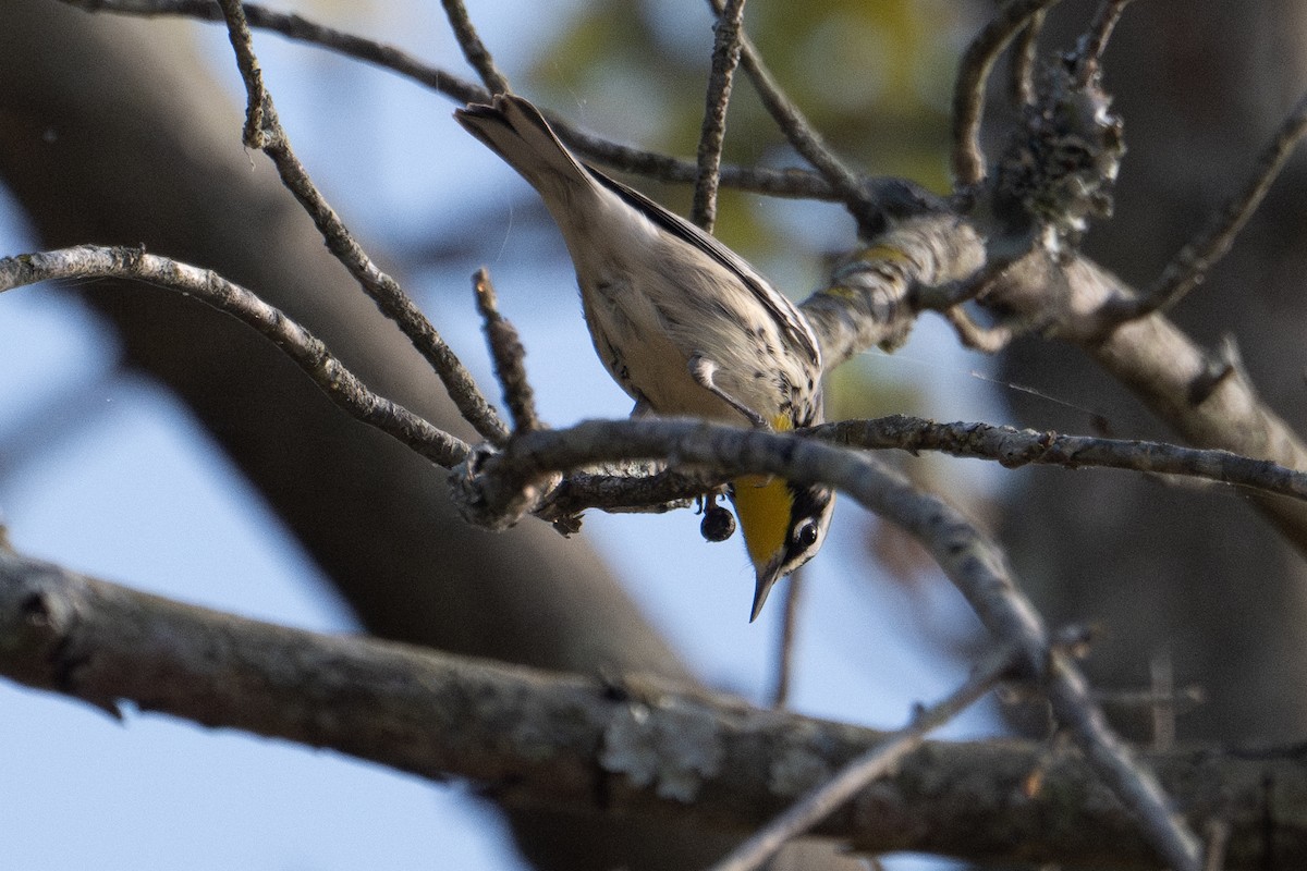 Yellow-throated Warbler - ML609290123