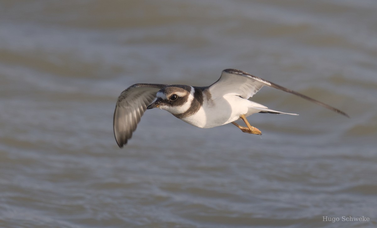 Common Ringed Plover - ML609290380