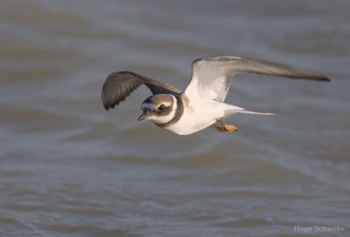 Common Ringed Plover - ML609290382