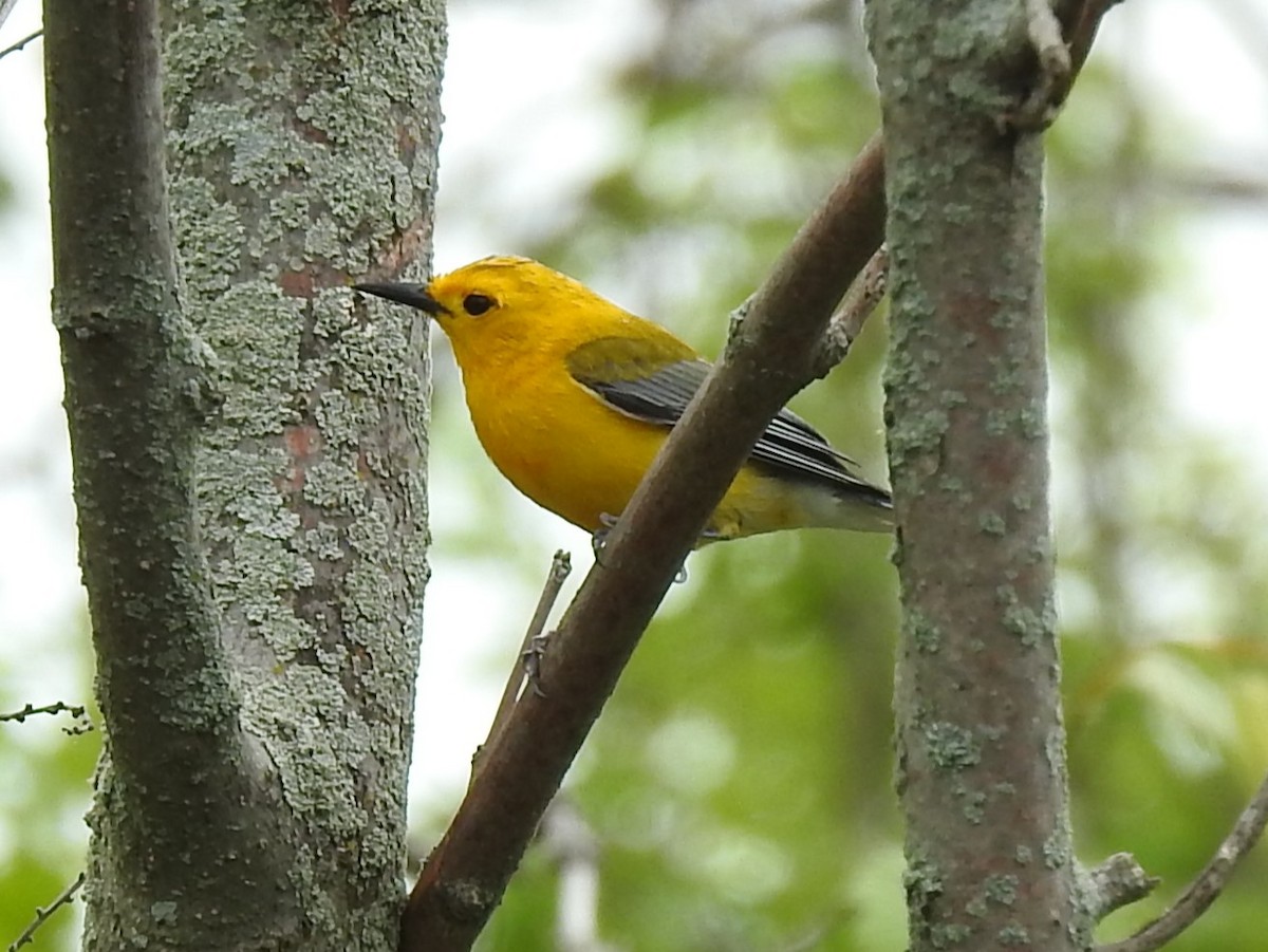 Prothonotary Warbler - ML609290572