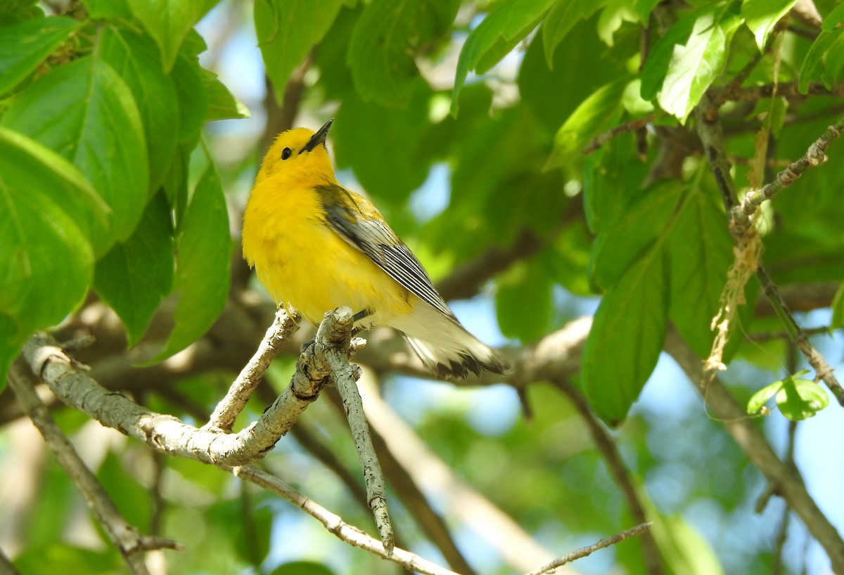 Prothonotary Warbler - ML609290579