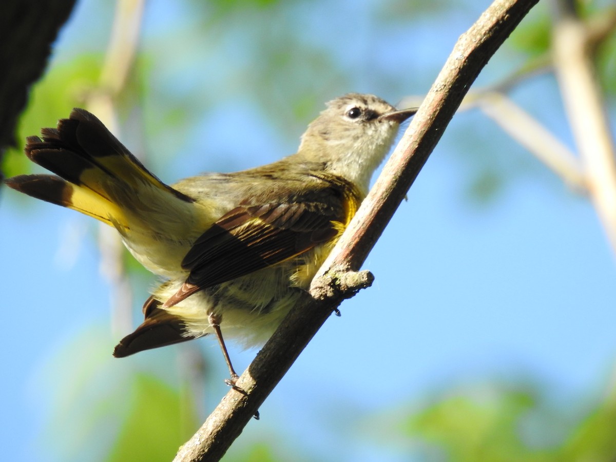 American Redstart - ML609290646