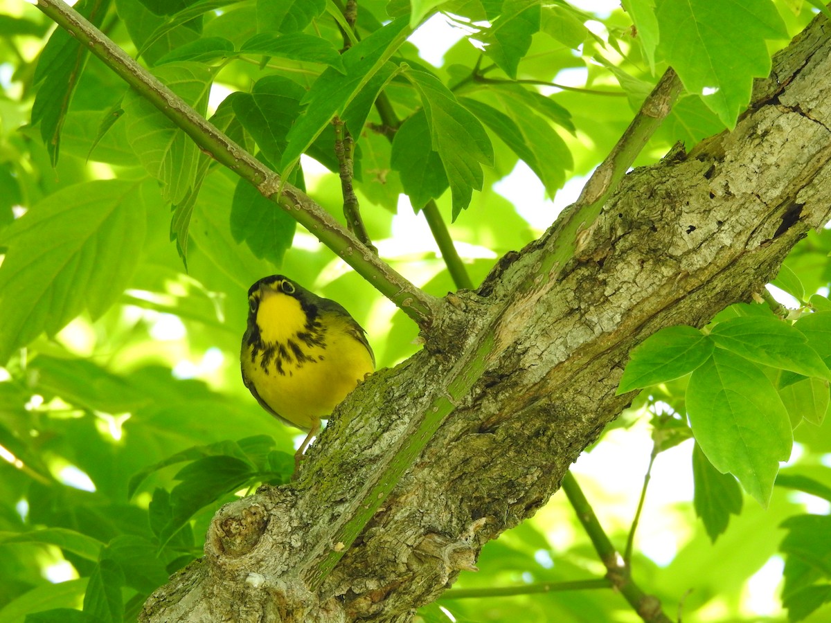 Canada Warbler - ML609290713