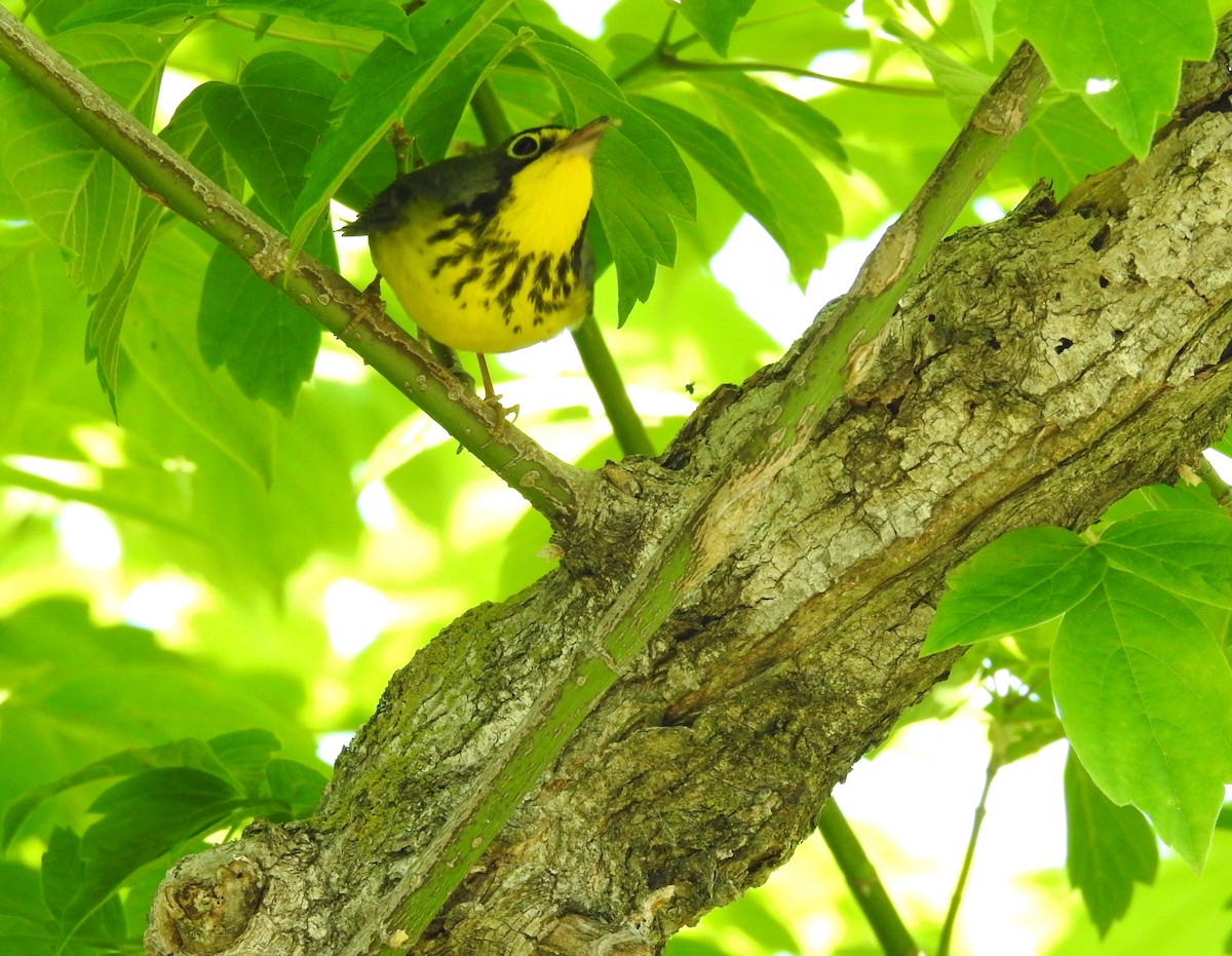 Canada Warbler - ML609290725