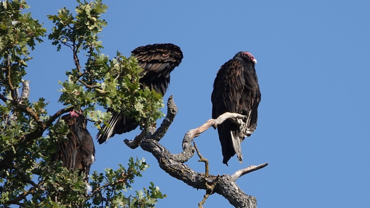 Turkey Vulture - ML609290908
