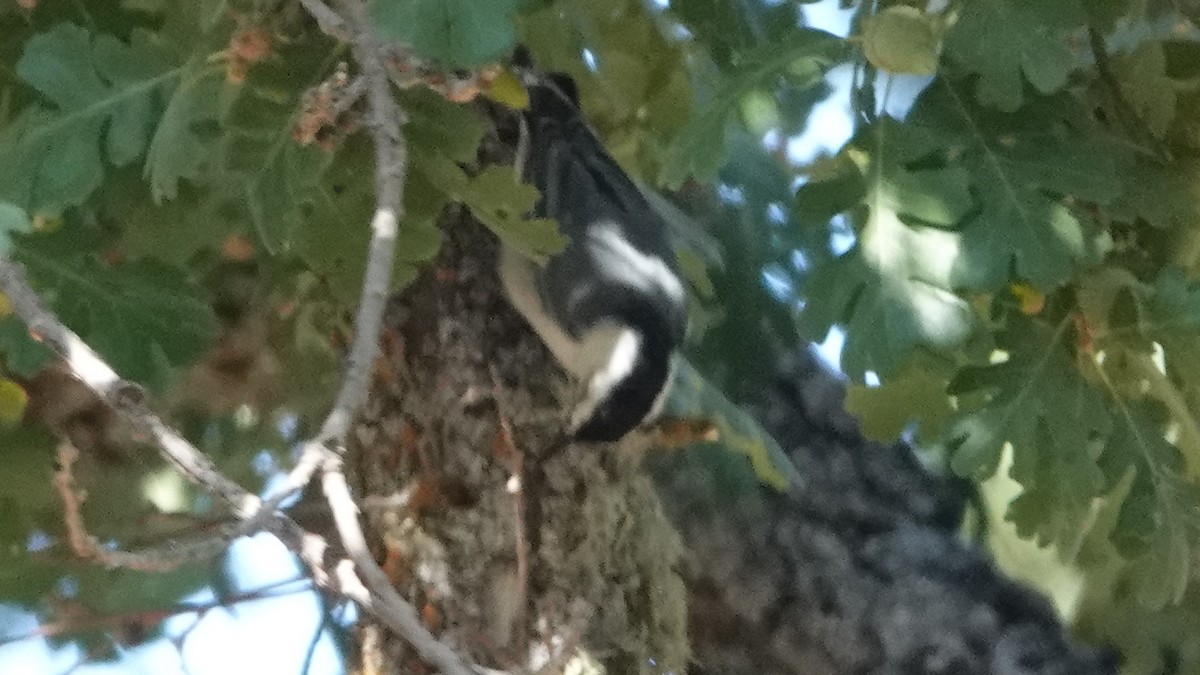 White-breasted Nuthatch - ML609290922