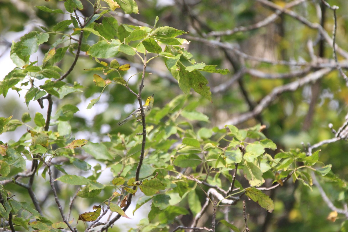 Black-throated Green Warbler - ML609290974