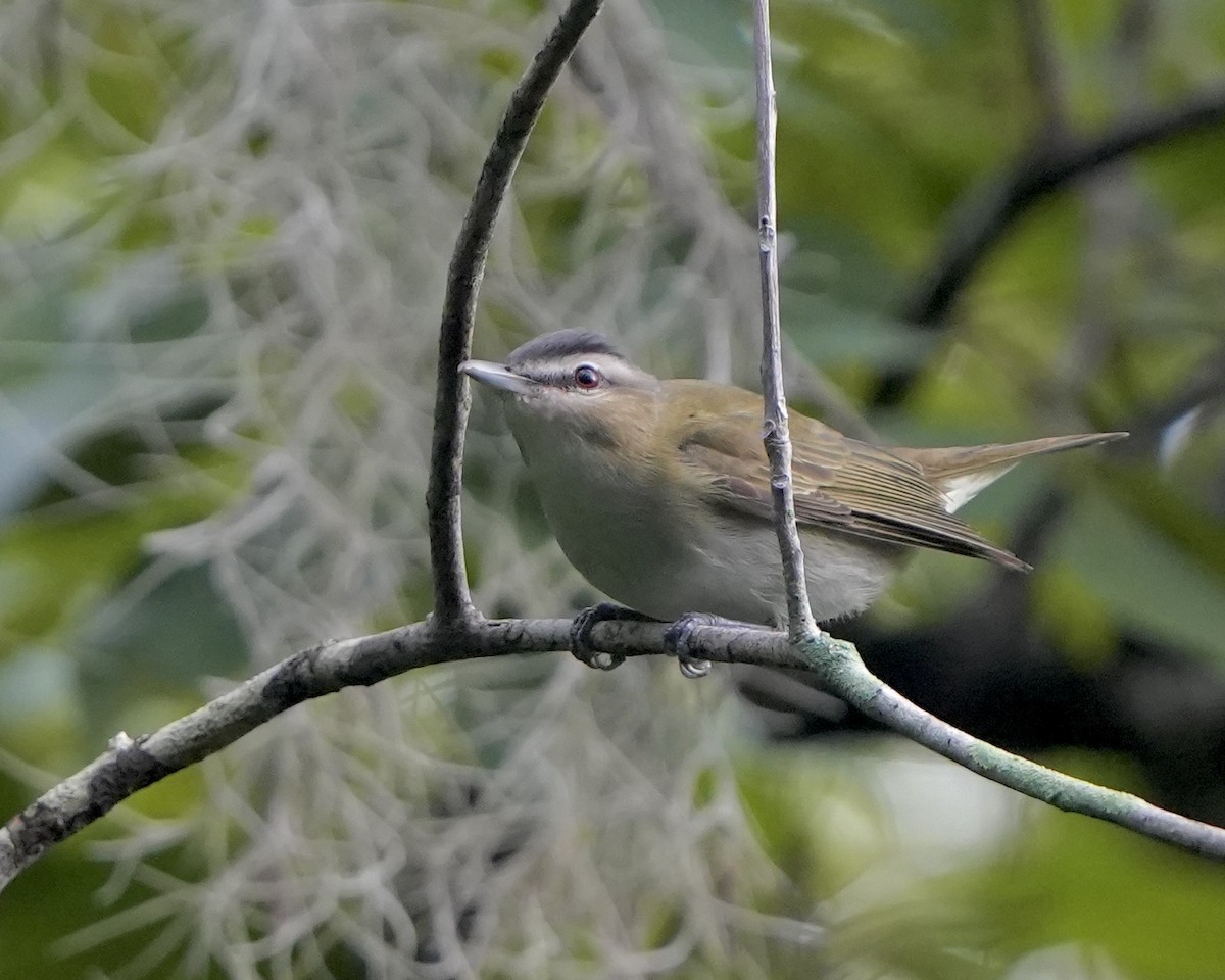 rødøyevireo - ML609291312