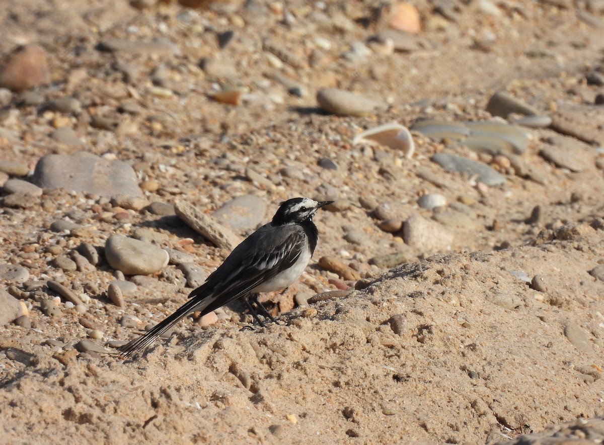 White Wagtail (Moroccan) - ML609291382