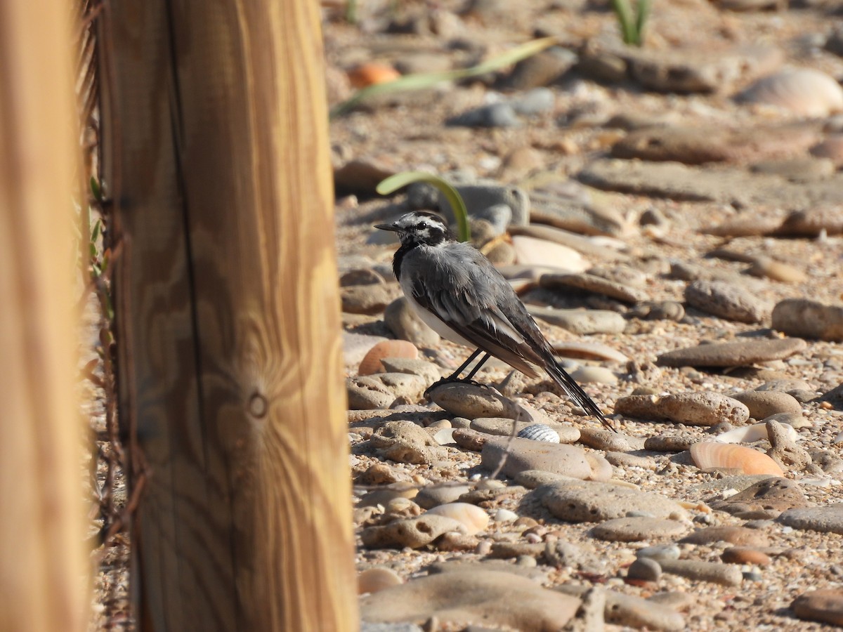 White Wagtail (Moroccan) - ML609291383