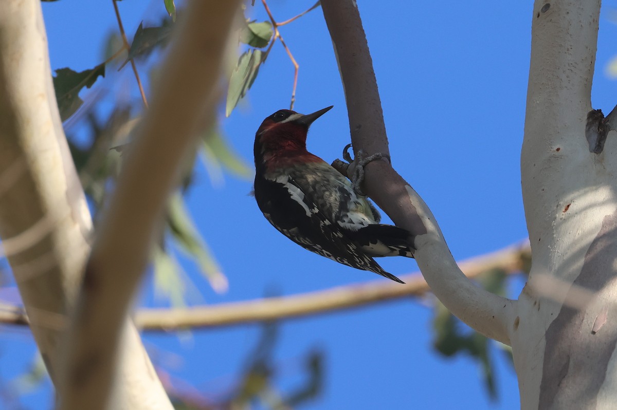 Red-breasted Sapsucker - ML609291837