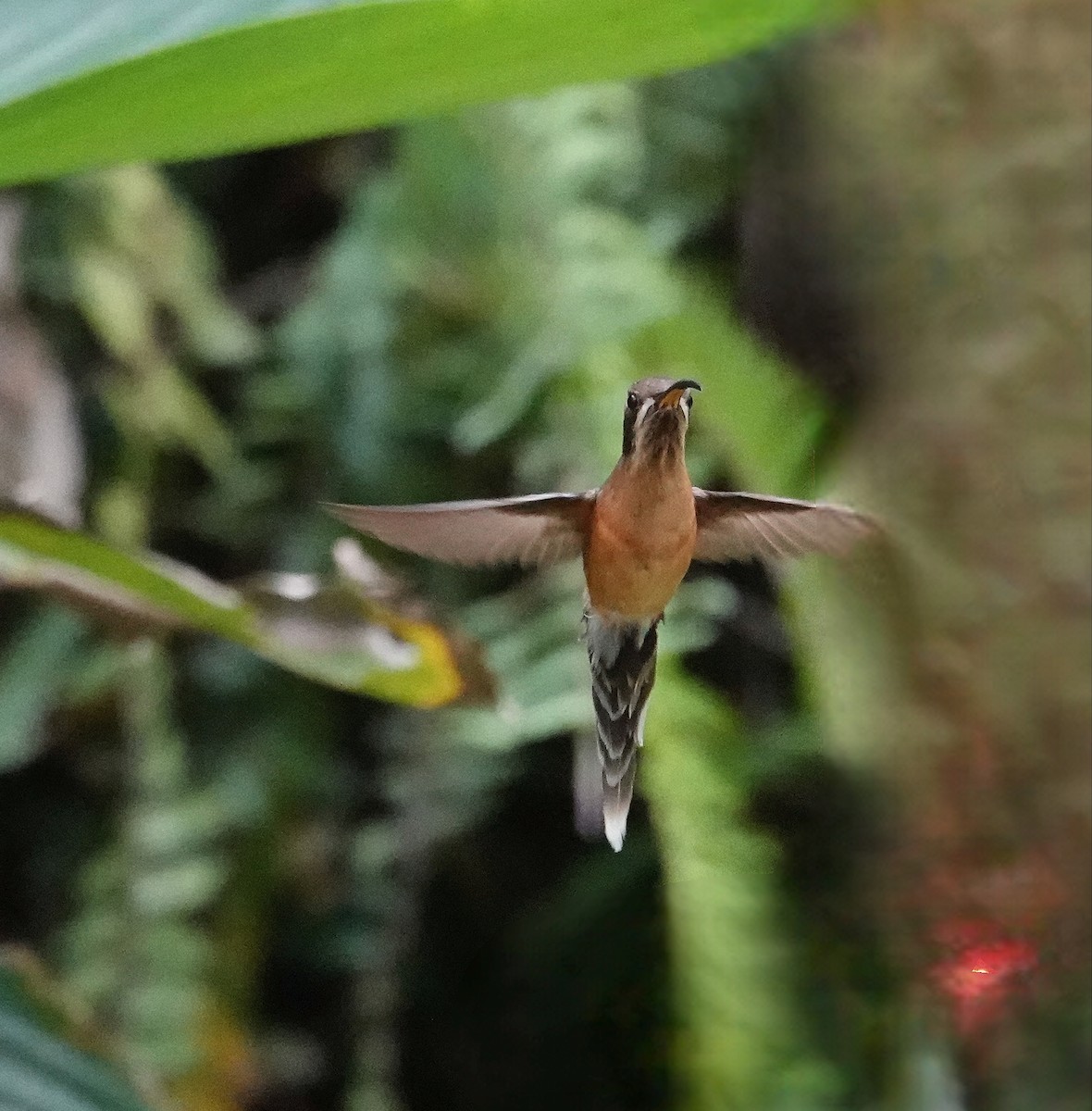 Черногорлый колибри-отшельник - ML609292055