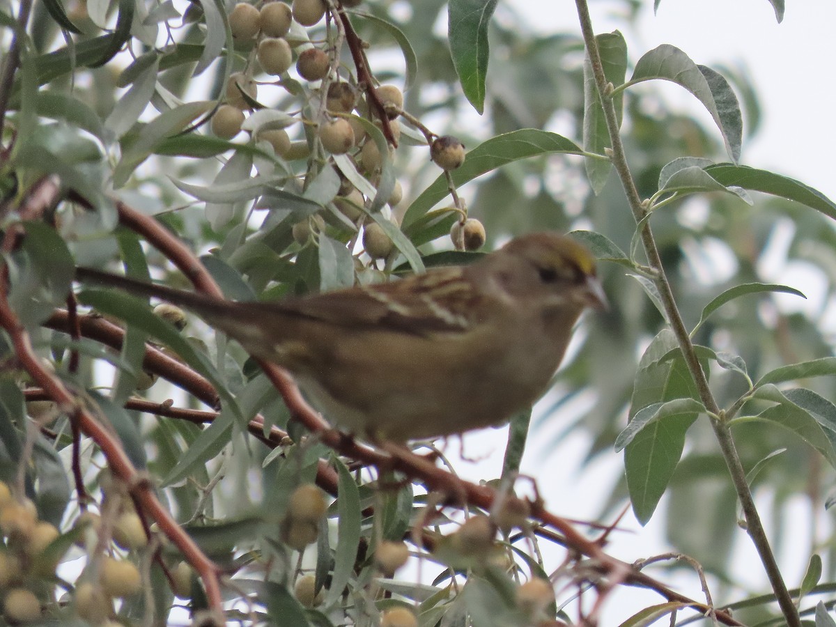 Golden-crowned Sparrow - ML609292110