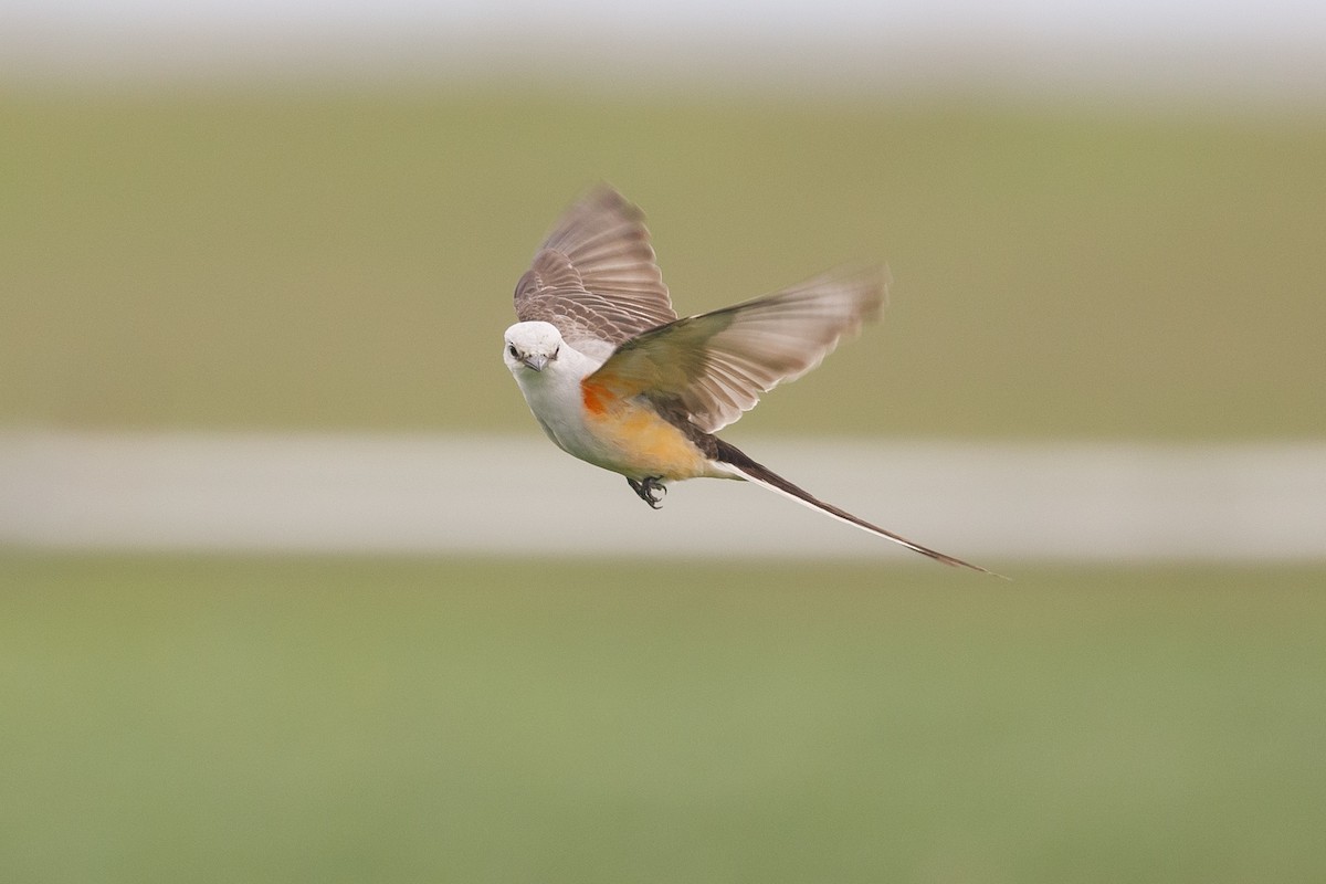 Scissor-tailed Flycatcher - Darren Clark