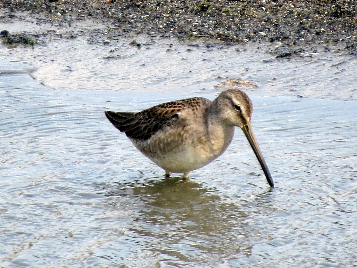 Long-billed Dowitcher - ML609292625