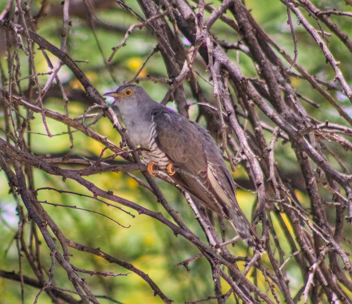 Madagascar Cuckoo - ML609292681