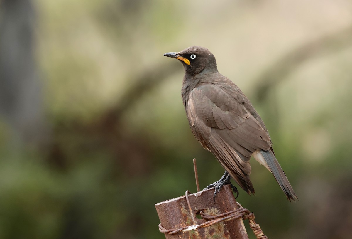 African Pied Starling - ML609292790