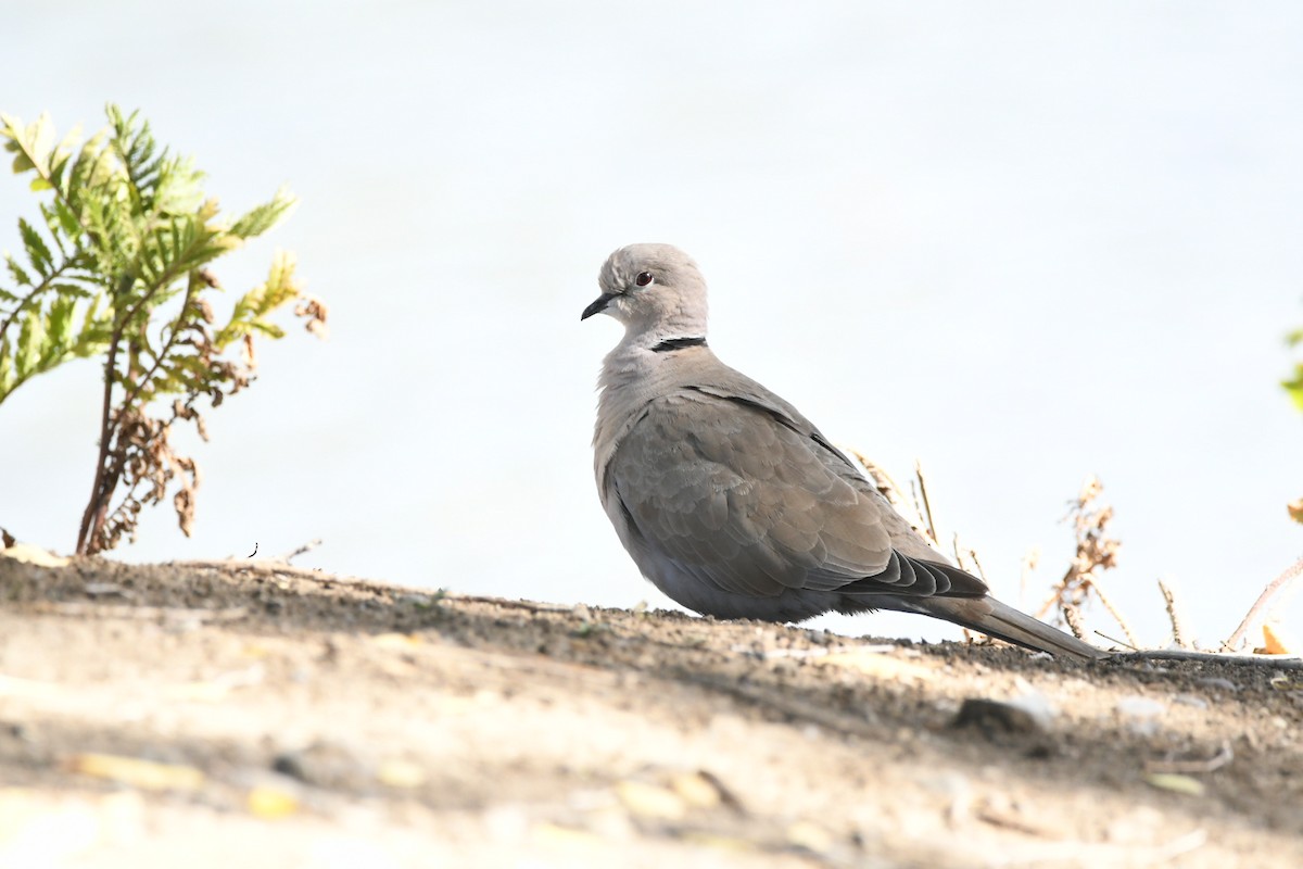 Eurasian Collared-Dove - ML609292895