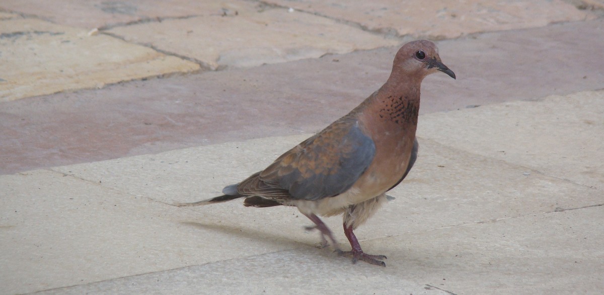 Laughing Dove - ML609293241