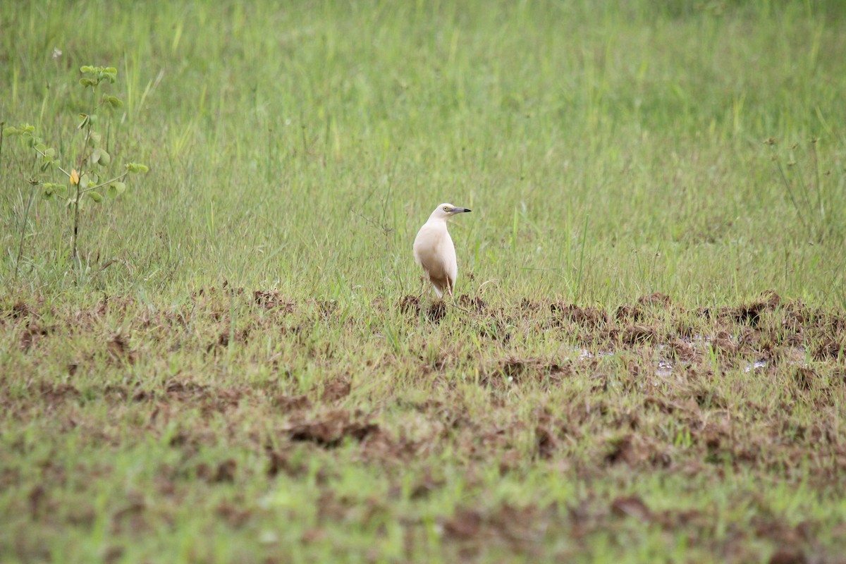 Malagasy Pond-Heron - ML609293308