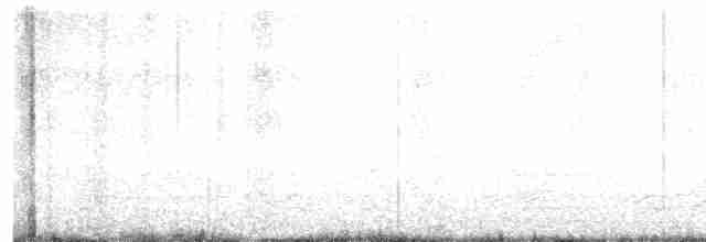 Малая канадская казарка (leucopareia) - ML609293347