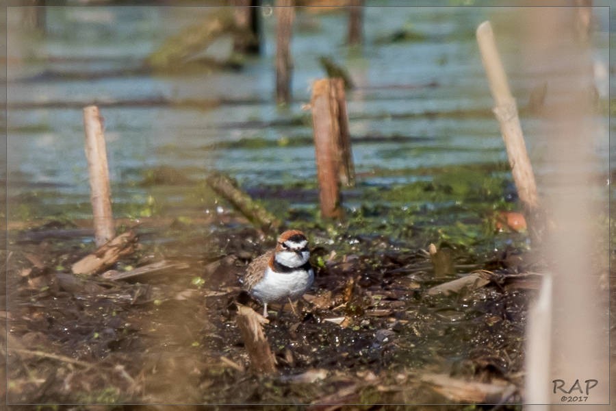 Collared Plover - ML60929381