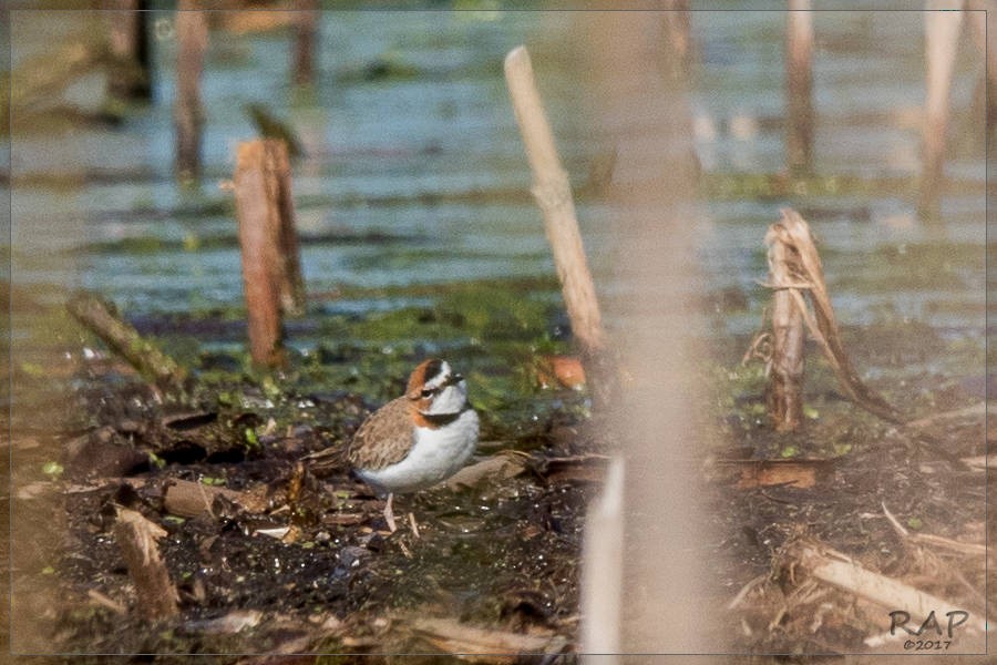 Collared Plover - ML60929401