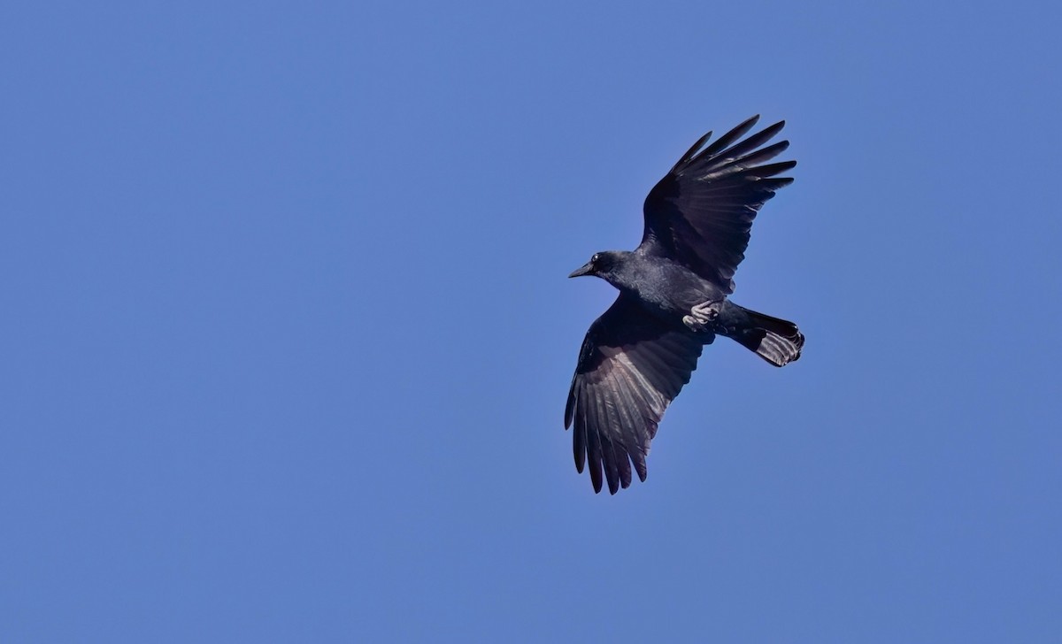 Carrion Crow - António Pena