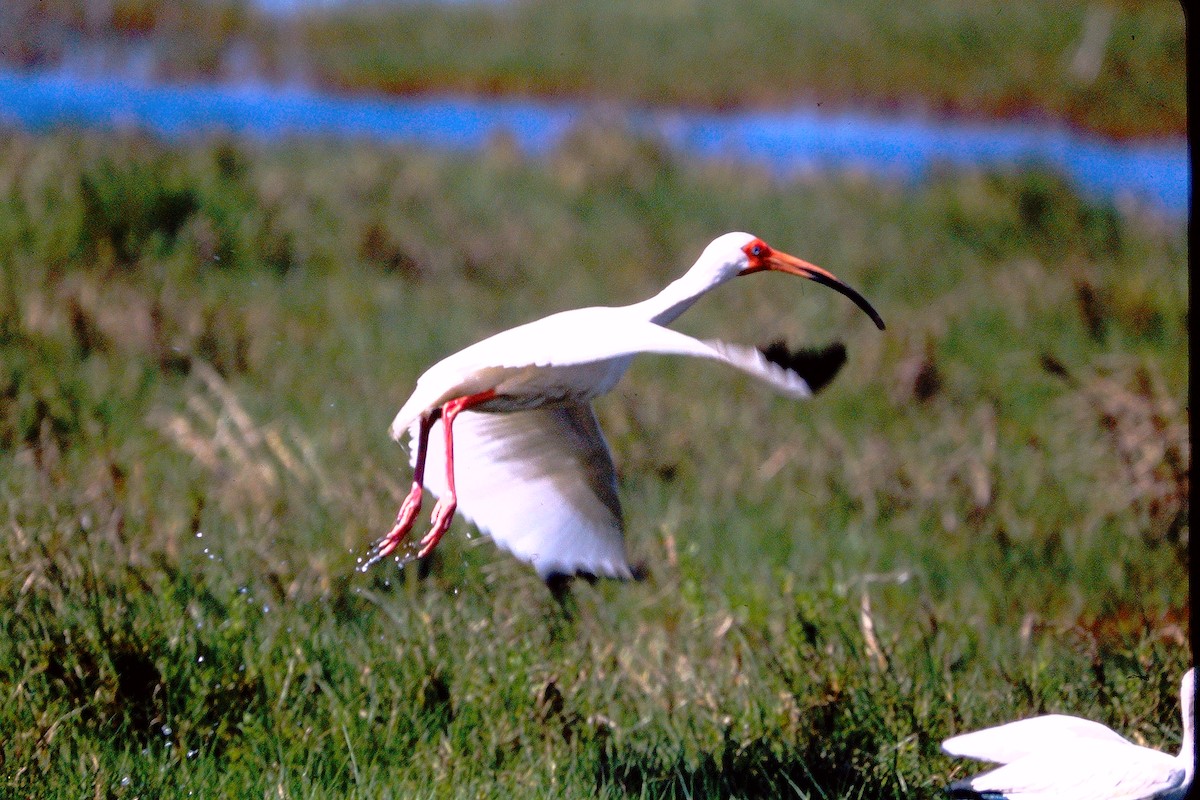ibis bílý - ML609294354