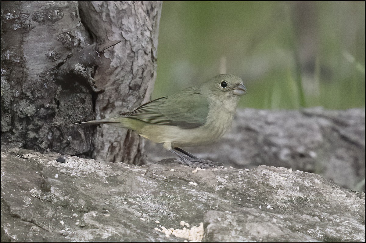 Painted Bunting - ML609294360