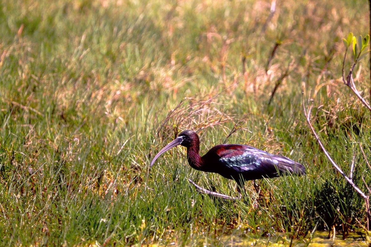 ibis hnědý - ML609294362