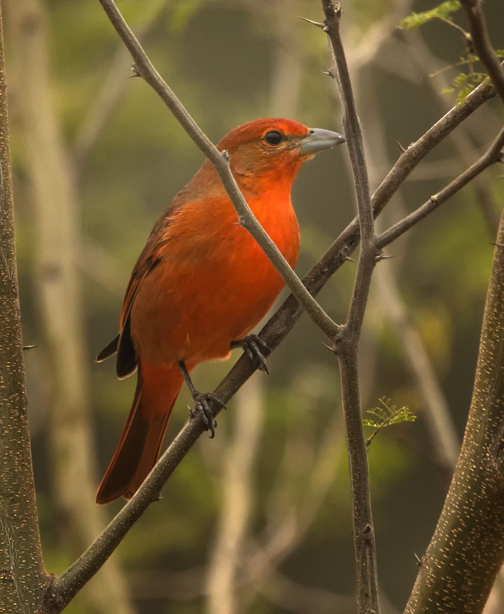 Hepatic Tanager - ML609294405