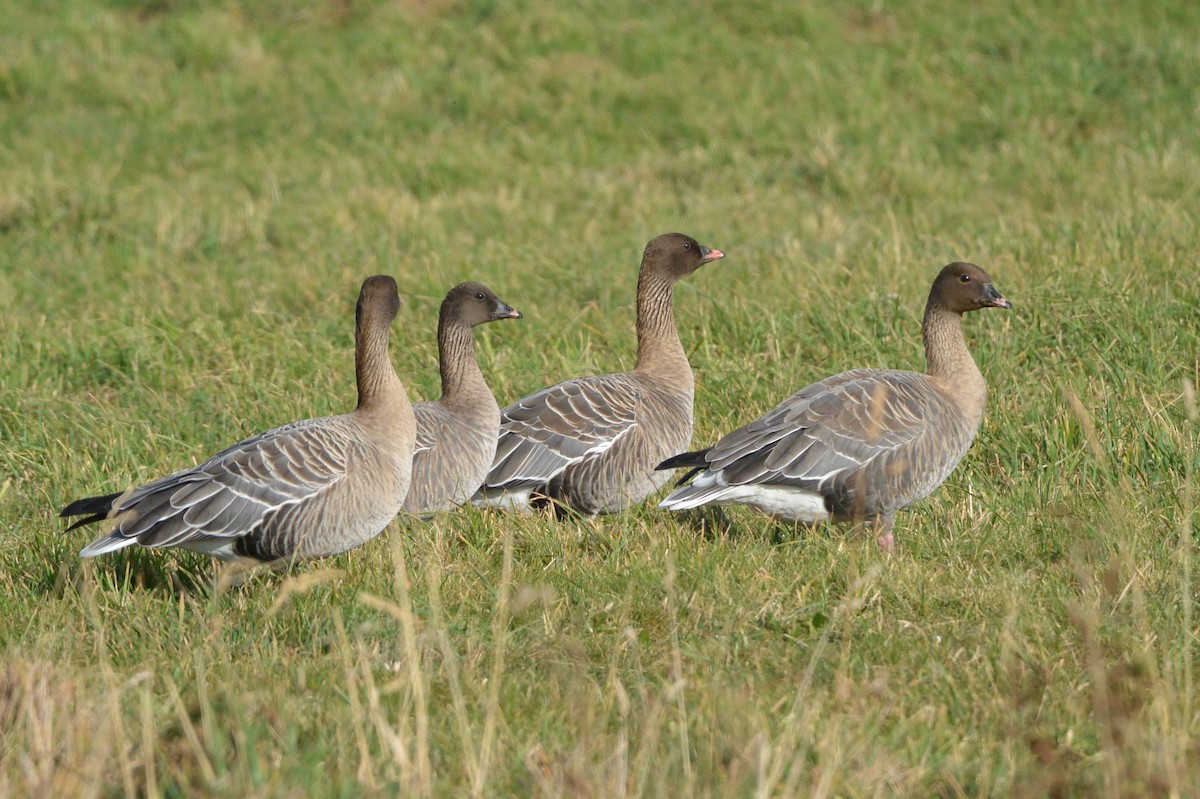 Pink-footed Goose - ML609294430