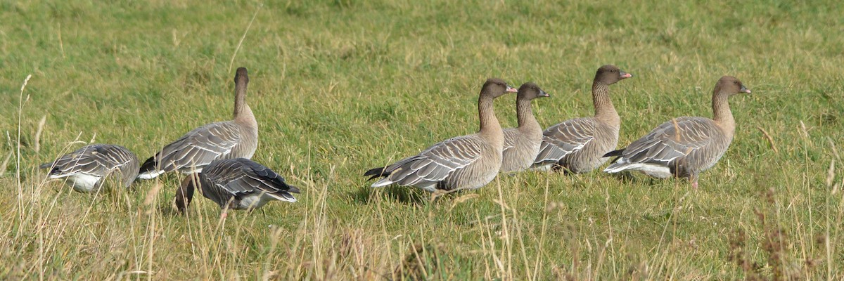 Pink-footed Goose - ML609294434