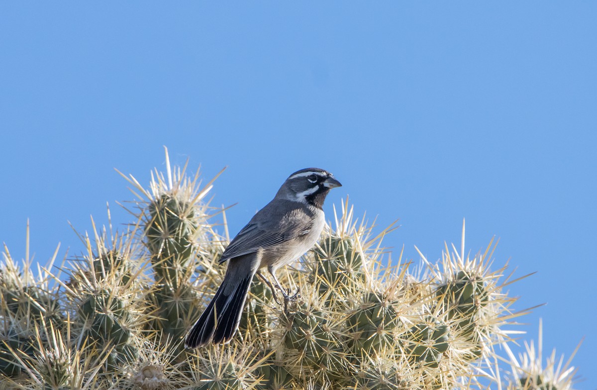 Black-throated Sparrow - ML609294559