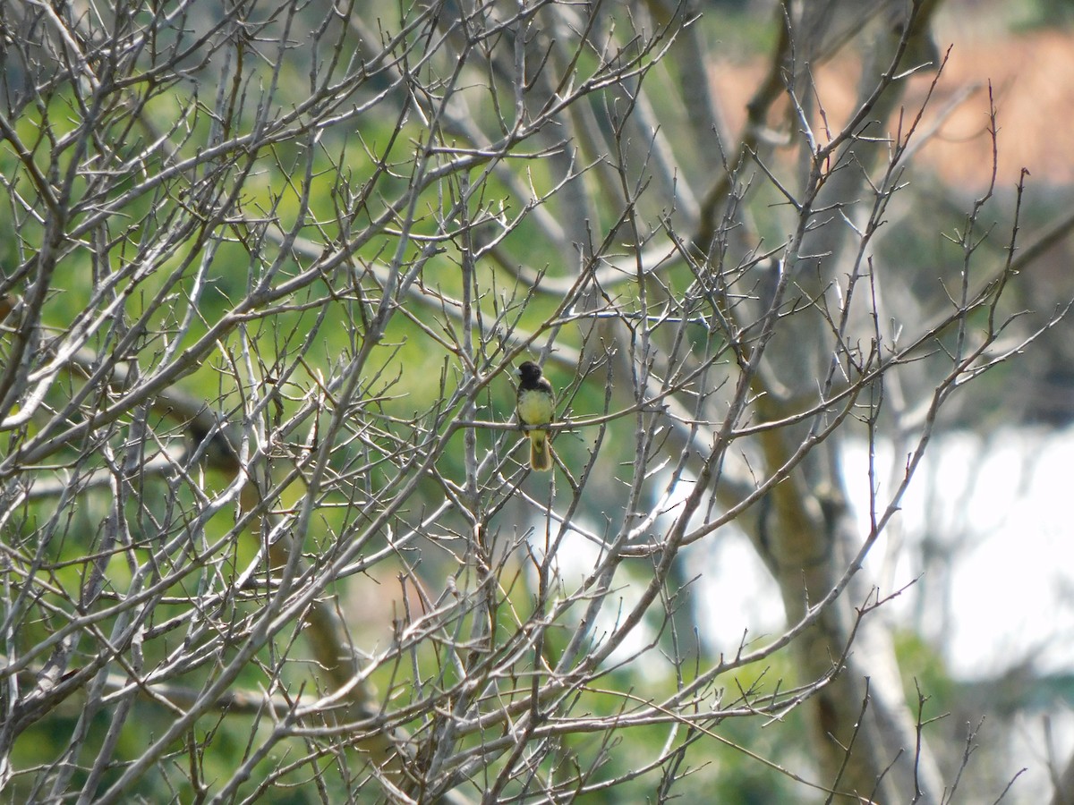 Yellow-bellied Seedeater - ML609294686