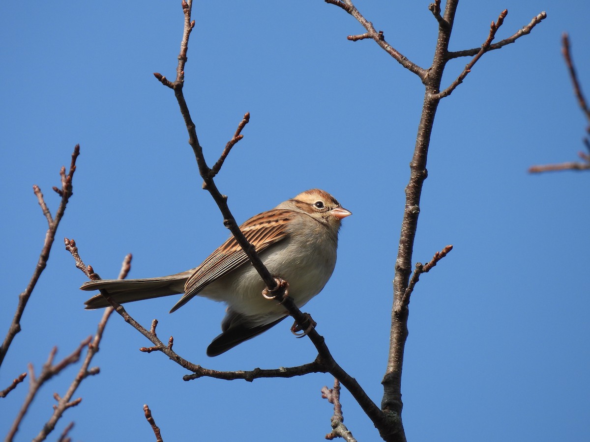 Chipping Sparrow - ML609295525