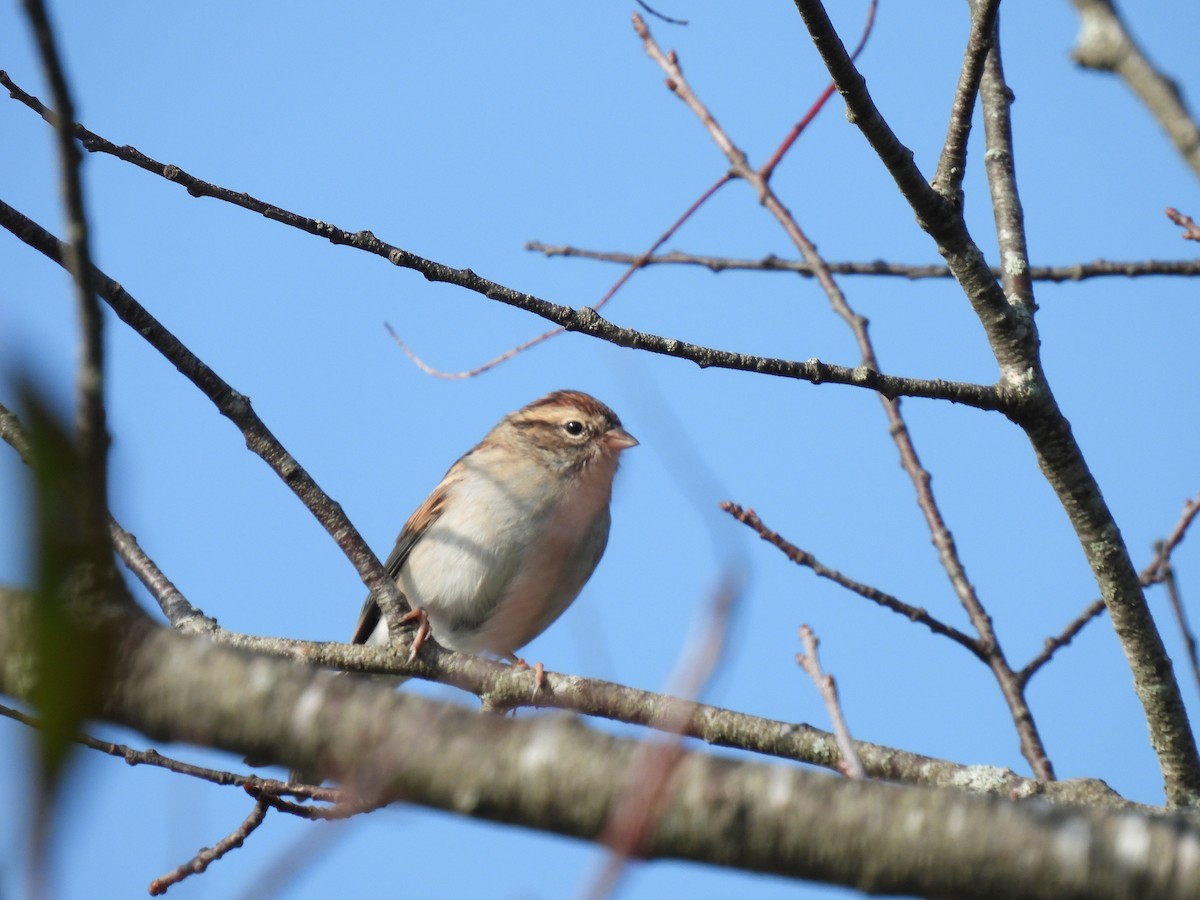 Chipping Sparrow - ML609295526