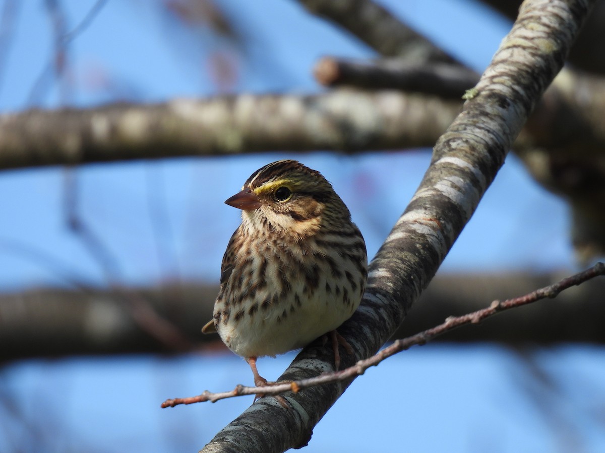 Savannah Sparrow - ML609295556