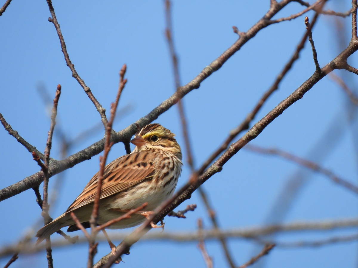 Savannah Sparrow - ML609295558