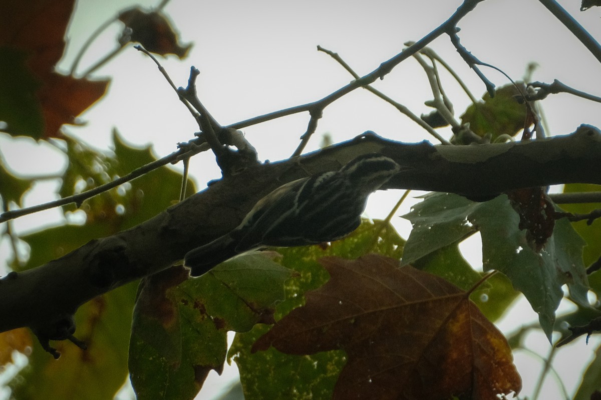Black-and-white Warbler - ML609295920