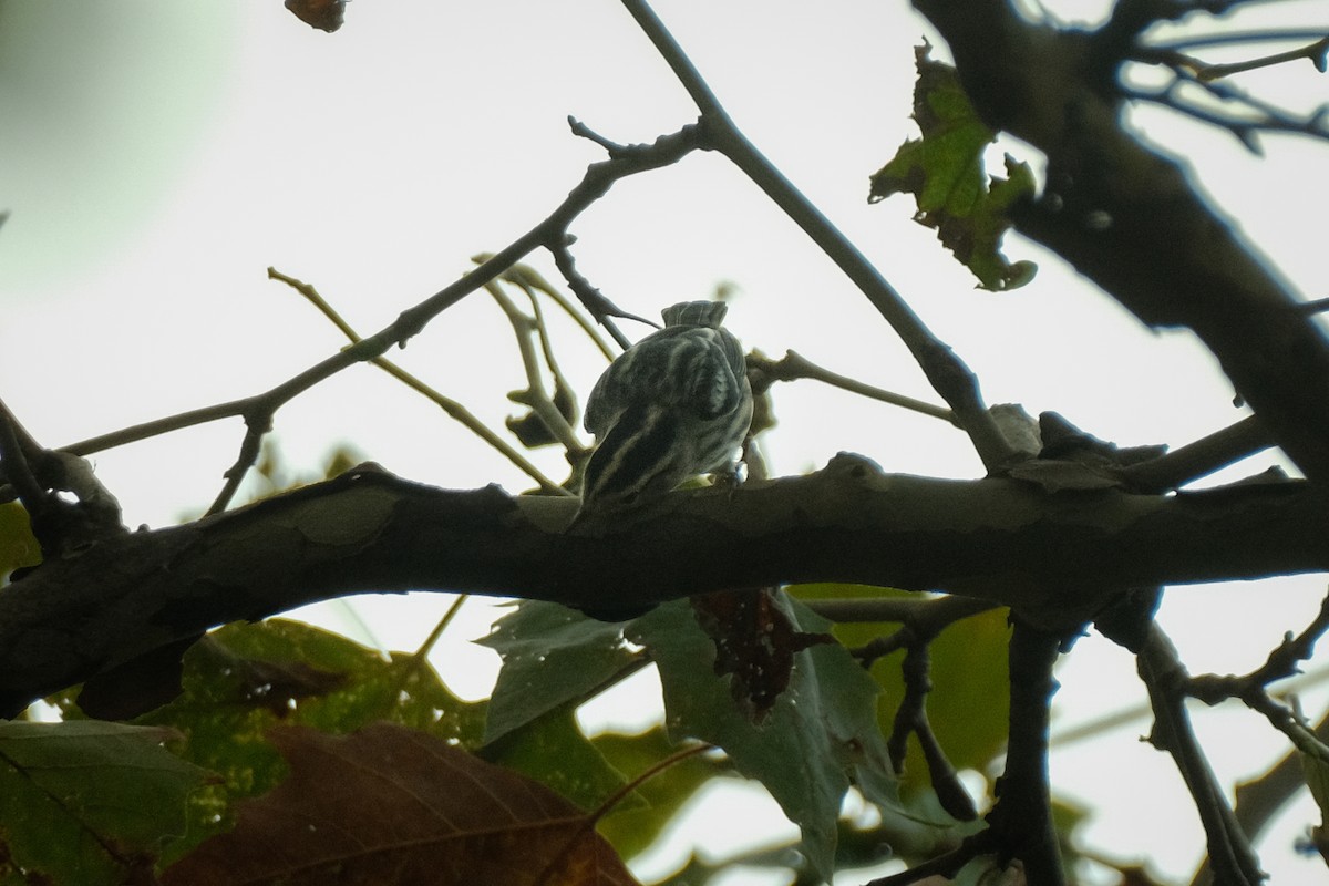 Black-and-white Warbler - Devin Marshall