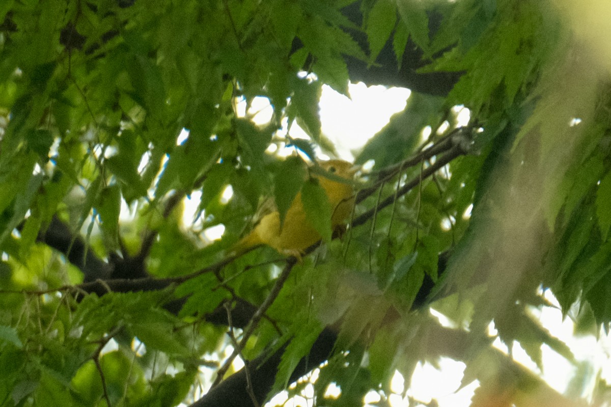 Yellow Warbler - Devin Marshall